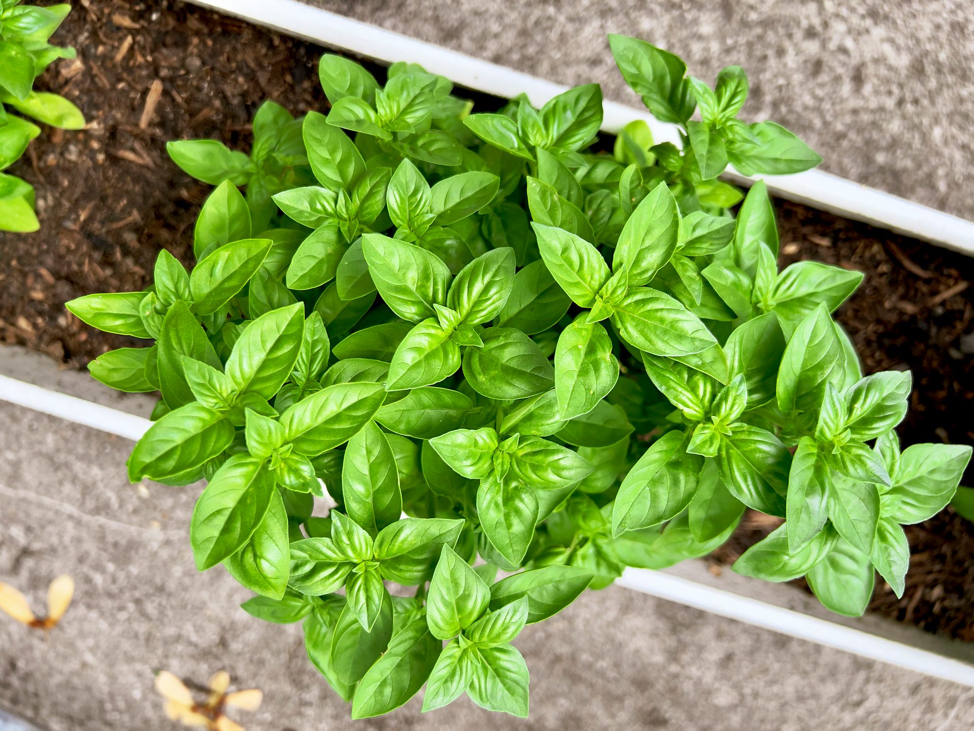 Close-up of basil plant at Nidau