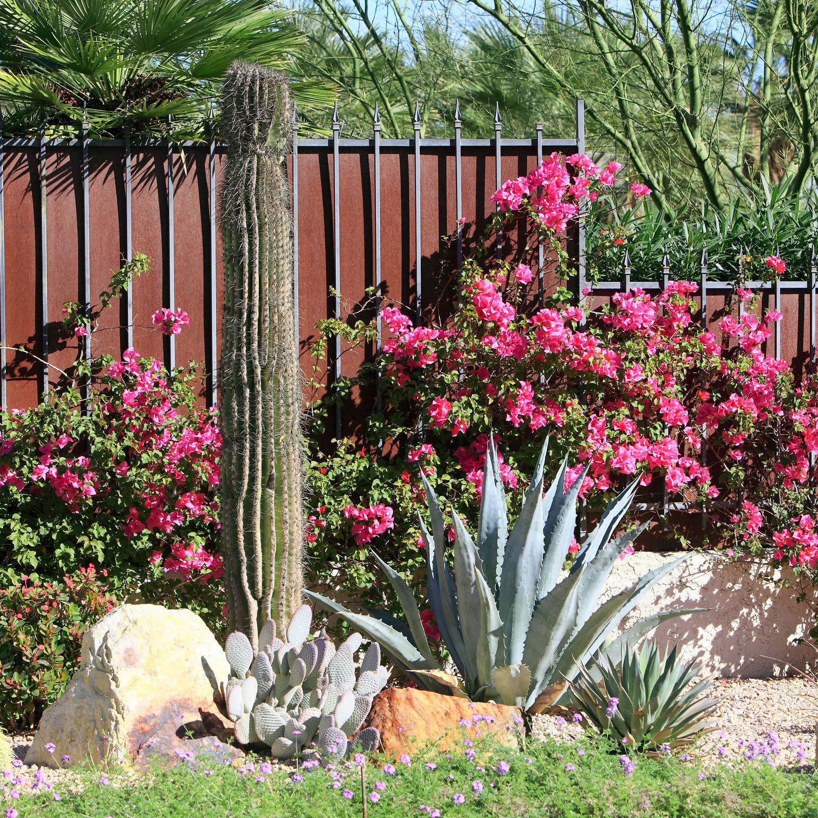 drought tolerant garden