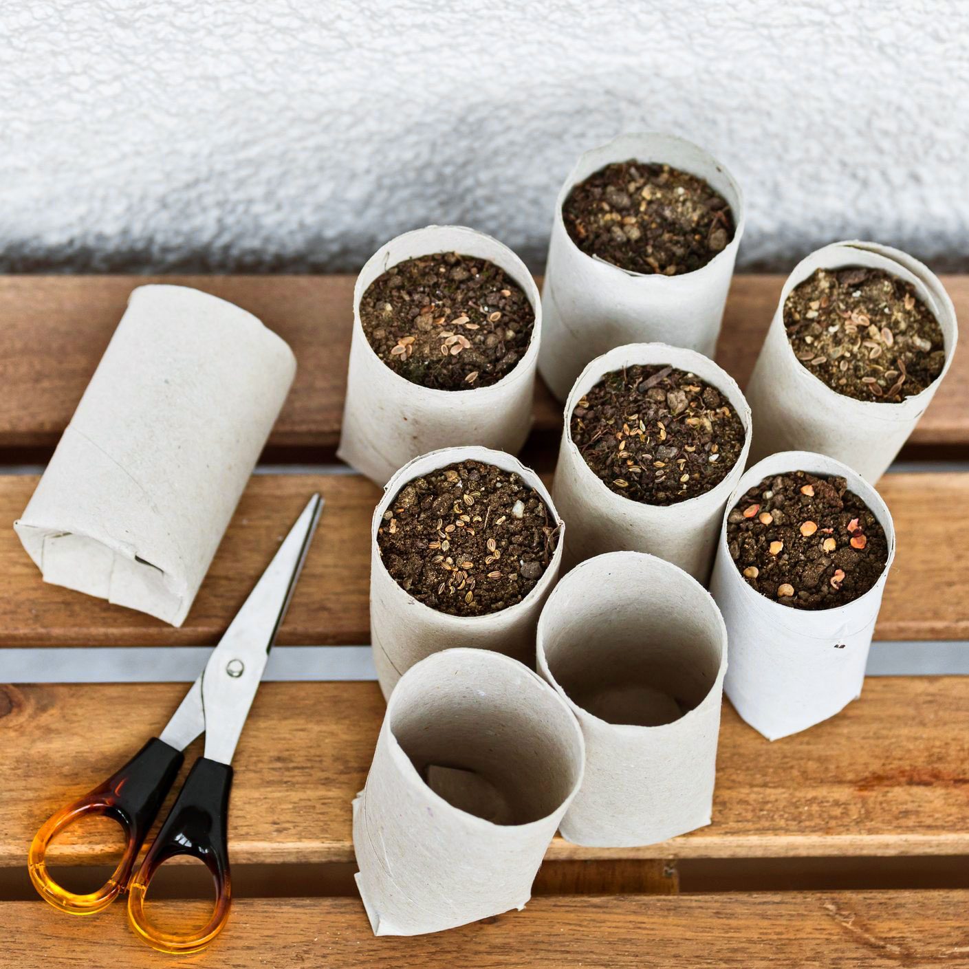 Toilet paper roll recycled as a seedling planters