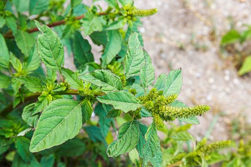 Red-root or pigweed amaranth