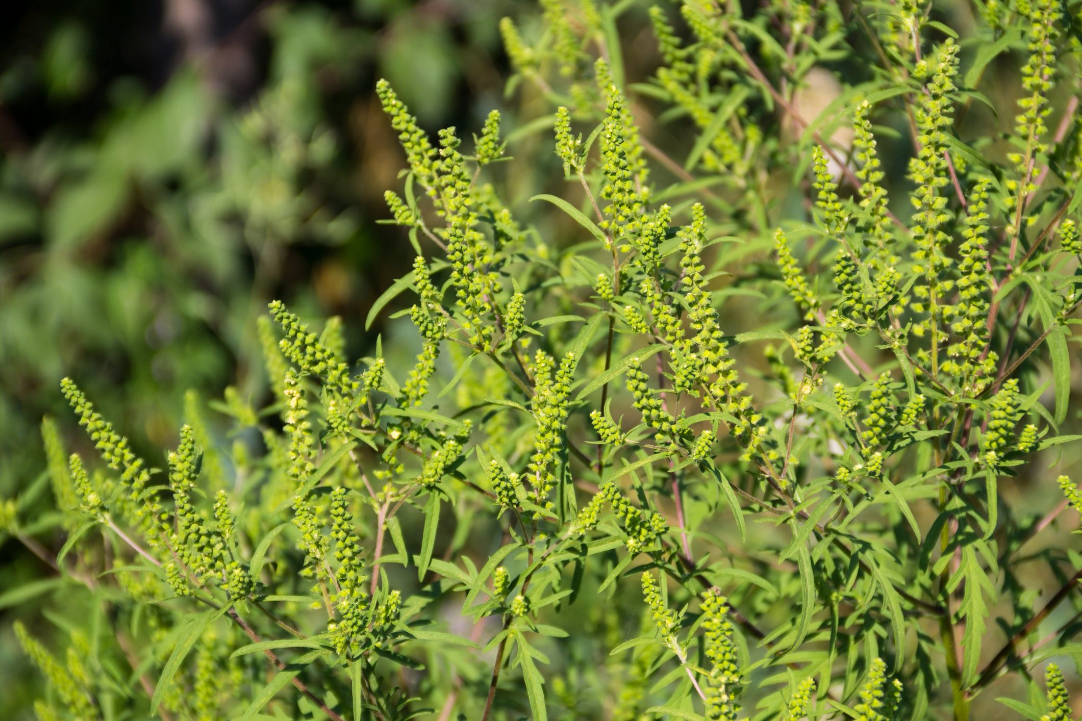 Ragweed plants