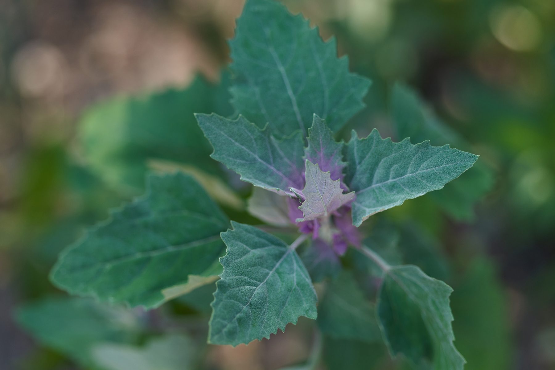 Lambsquarters Pigweed Gettyimages 1418387200