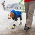 Is Ice Melt Bad for Dogs?