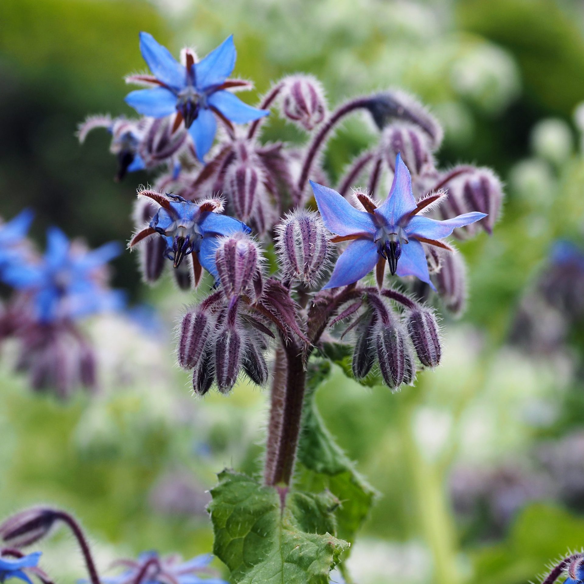 Borage with blue flowers