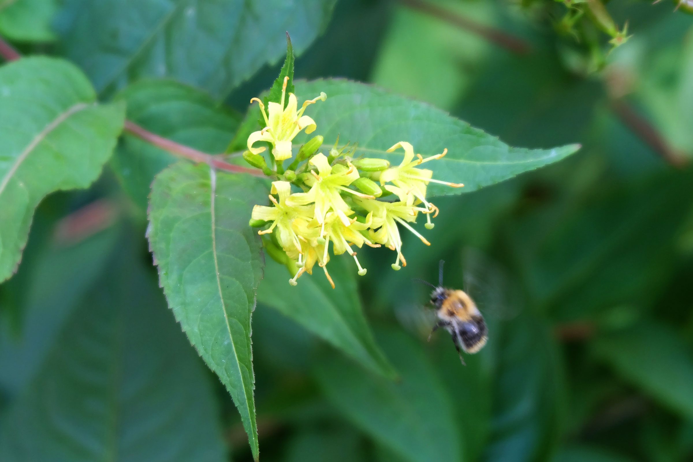 yellow Diervilla flower with a bee