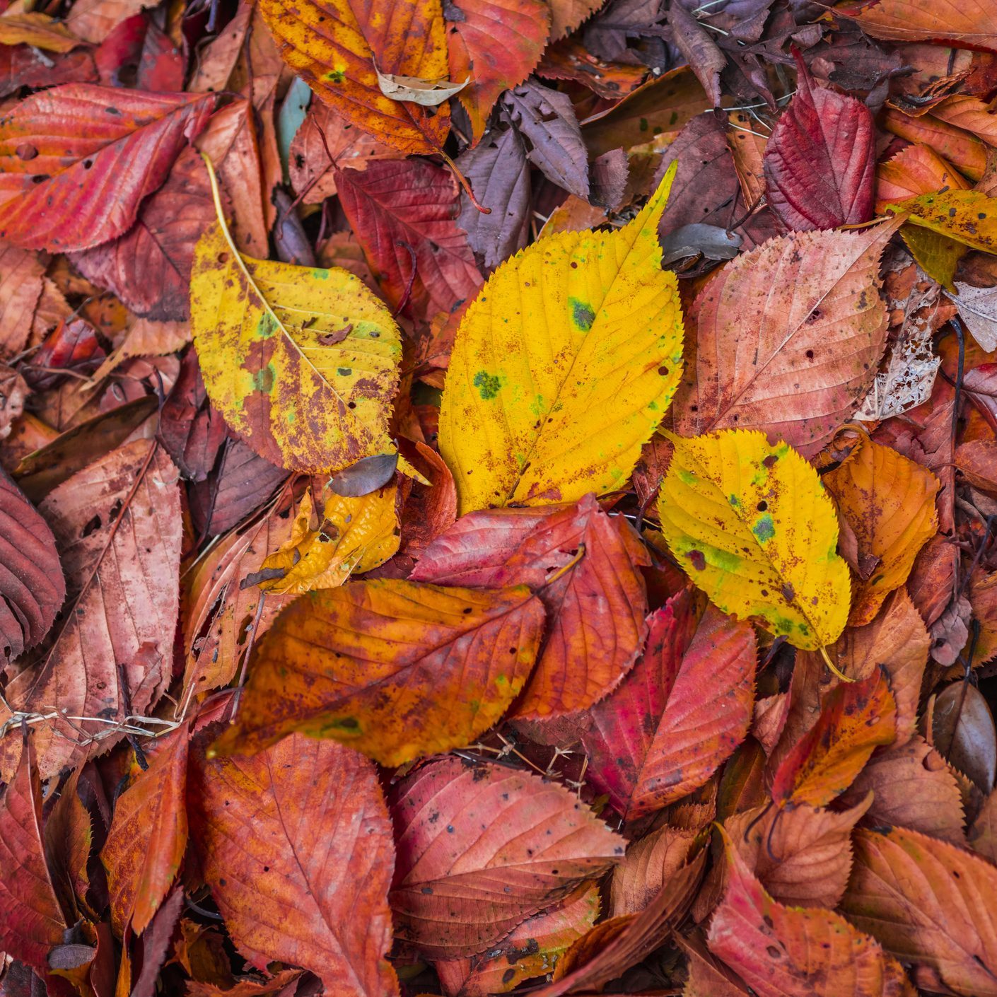 Fallen leaves at a country path in Autumn