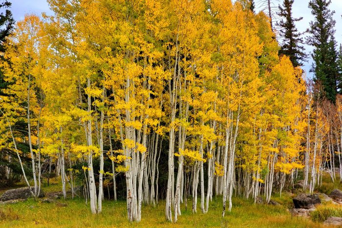 Quaking Aspen