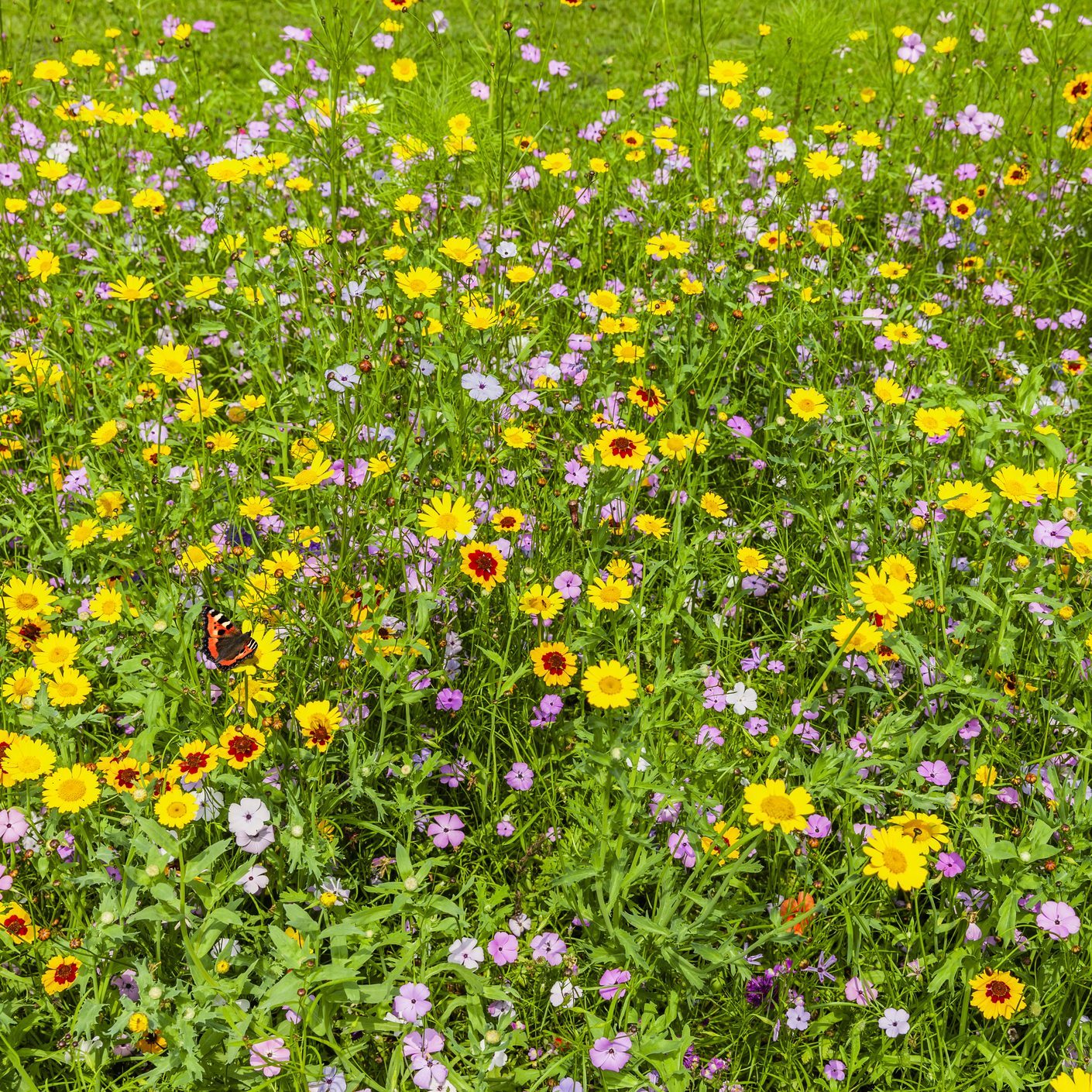 Wildflower meadow with colorful summer flowers