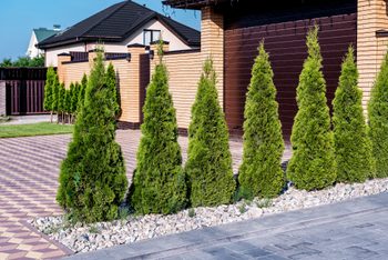 Decorative thuja are planted in a row