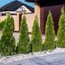 25 Trees for Every Landscape Need