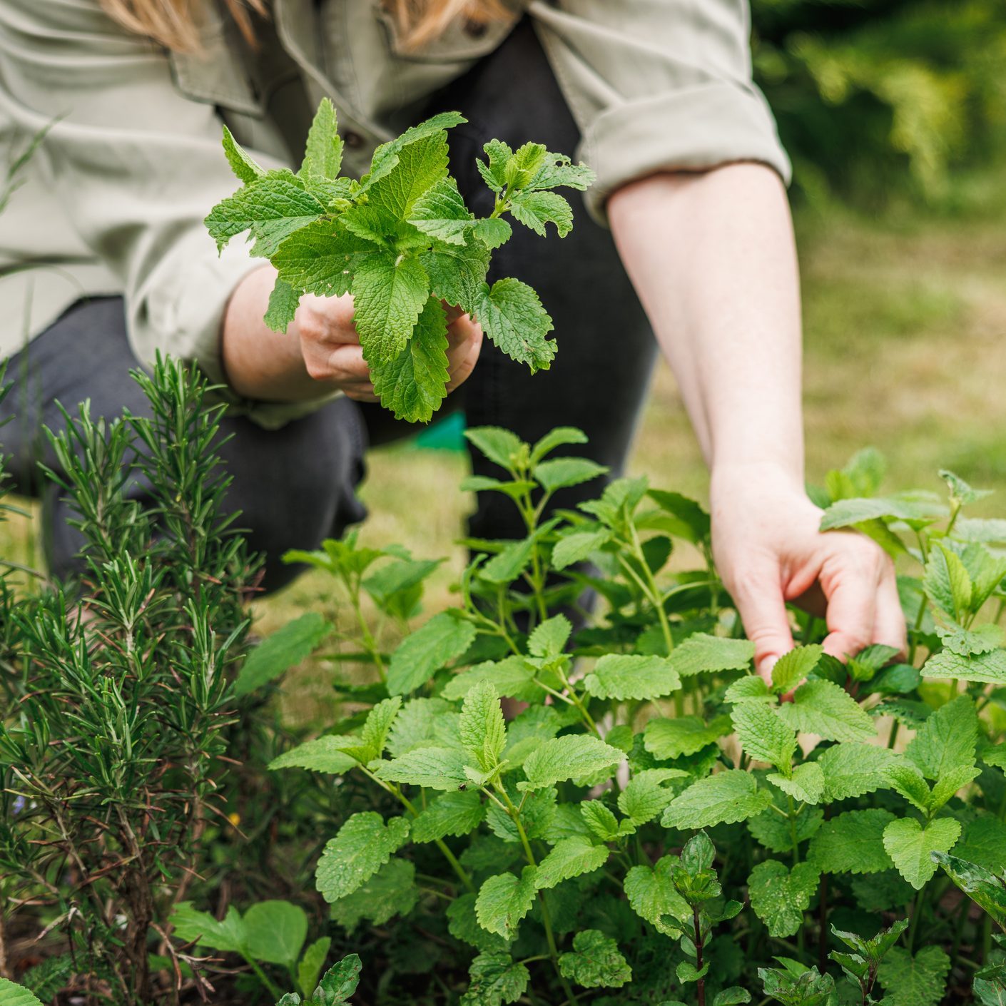 Woman picking lemon balm leaves from organic herb garden