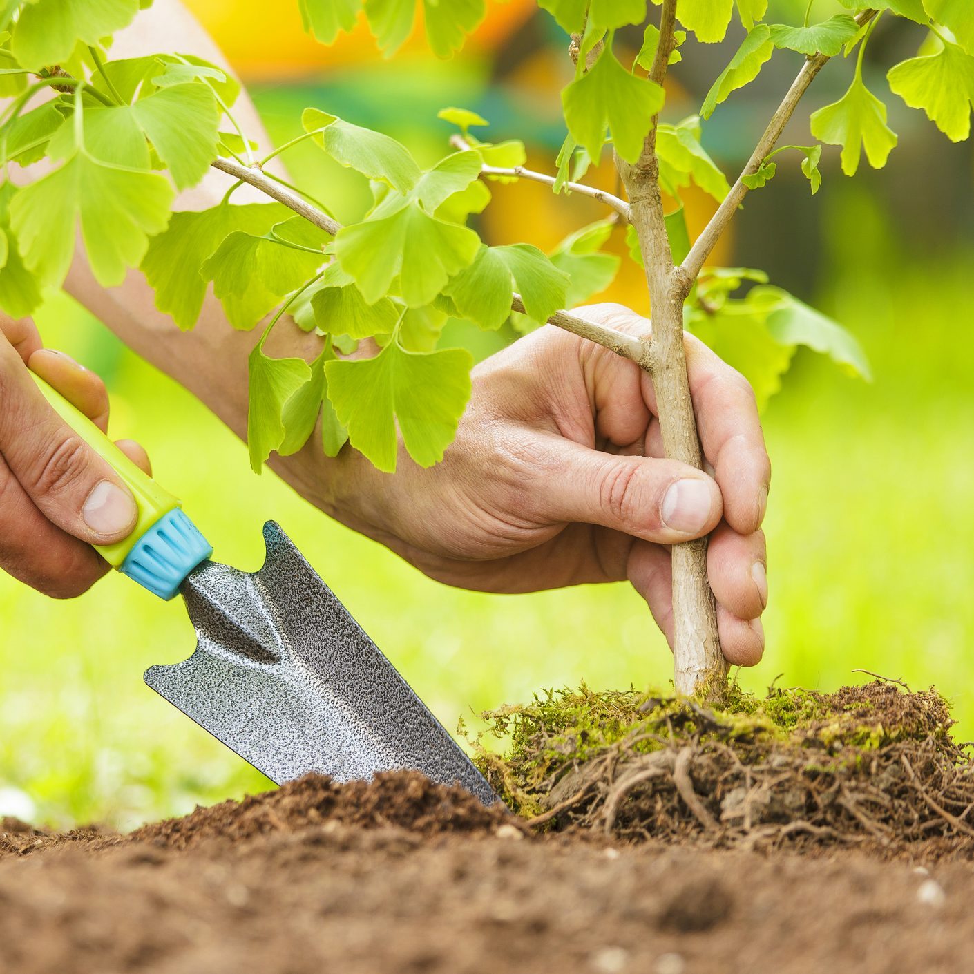 Hands Planting Small Tree with roots