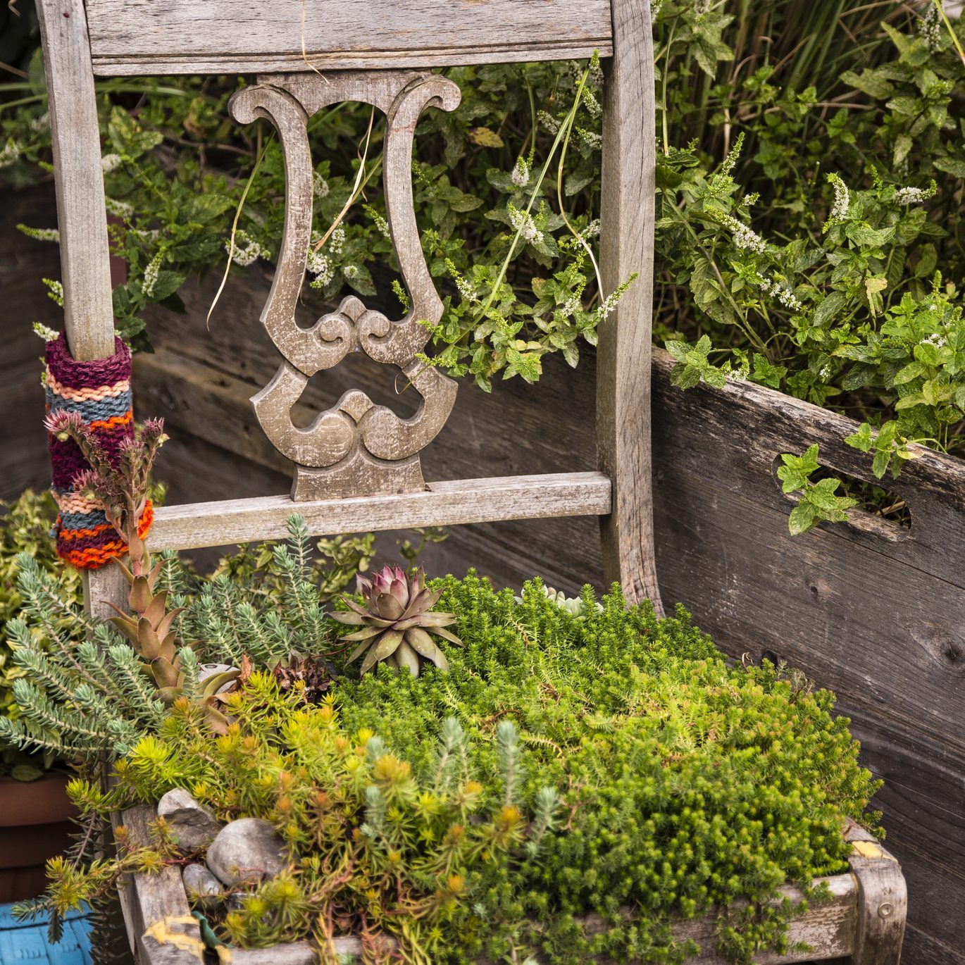 Old chair with plants