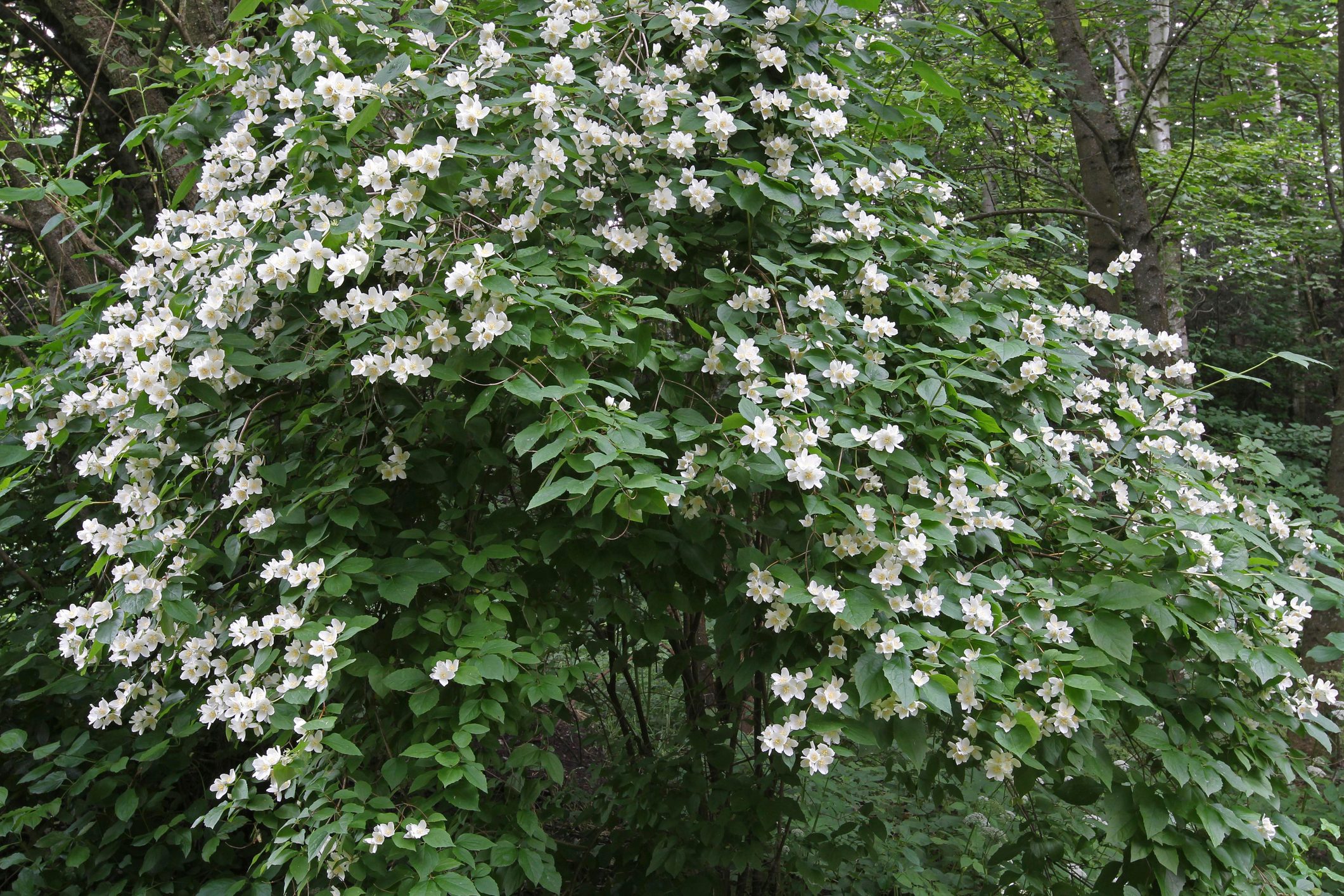English dogwood or sweet mock-orange (Philadelphus coronarius) flowering shrub, Bavaria, Germany