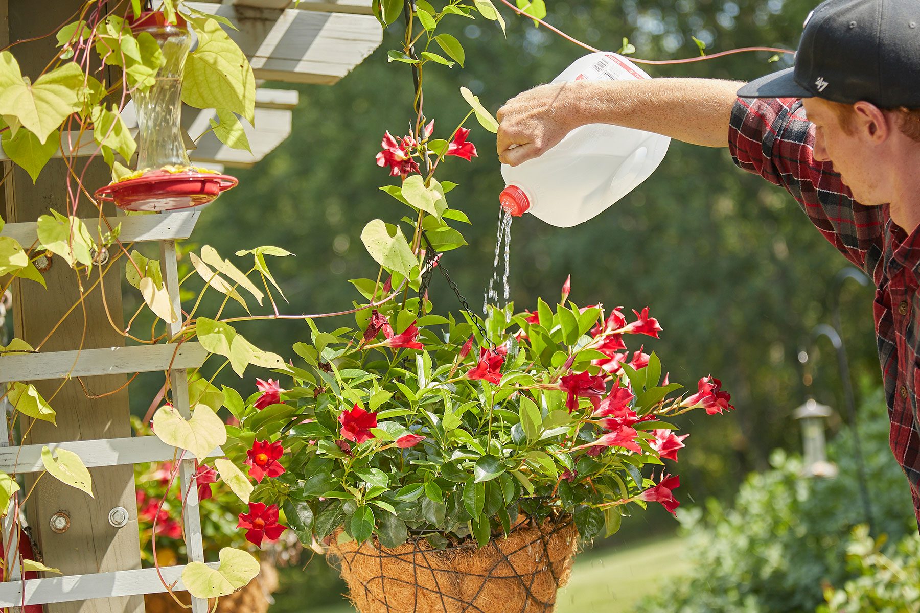 Watering the plants