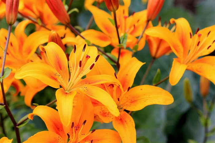 8 Bulbs To Plant In Spring Gettyimages 1164731745