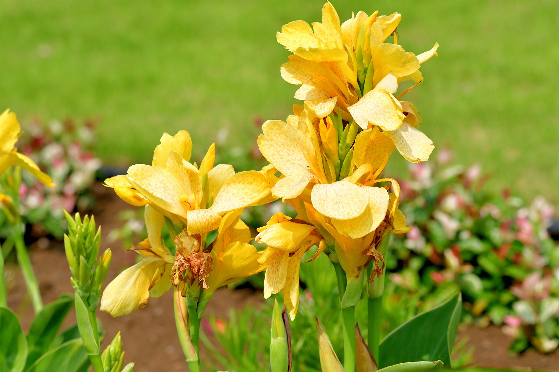 Canna Lilies Gettyimages 1603059276