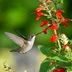 What Plants Do Hummingbirds Love Most?