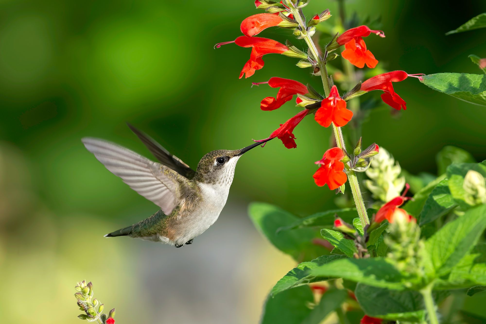 Close Up Of Hummingannas Hummingbird Perching On Cardinal Flower Plant