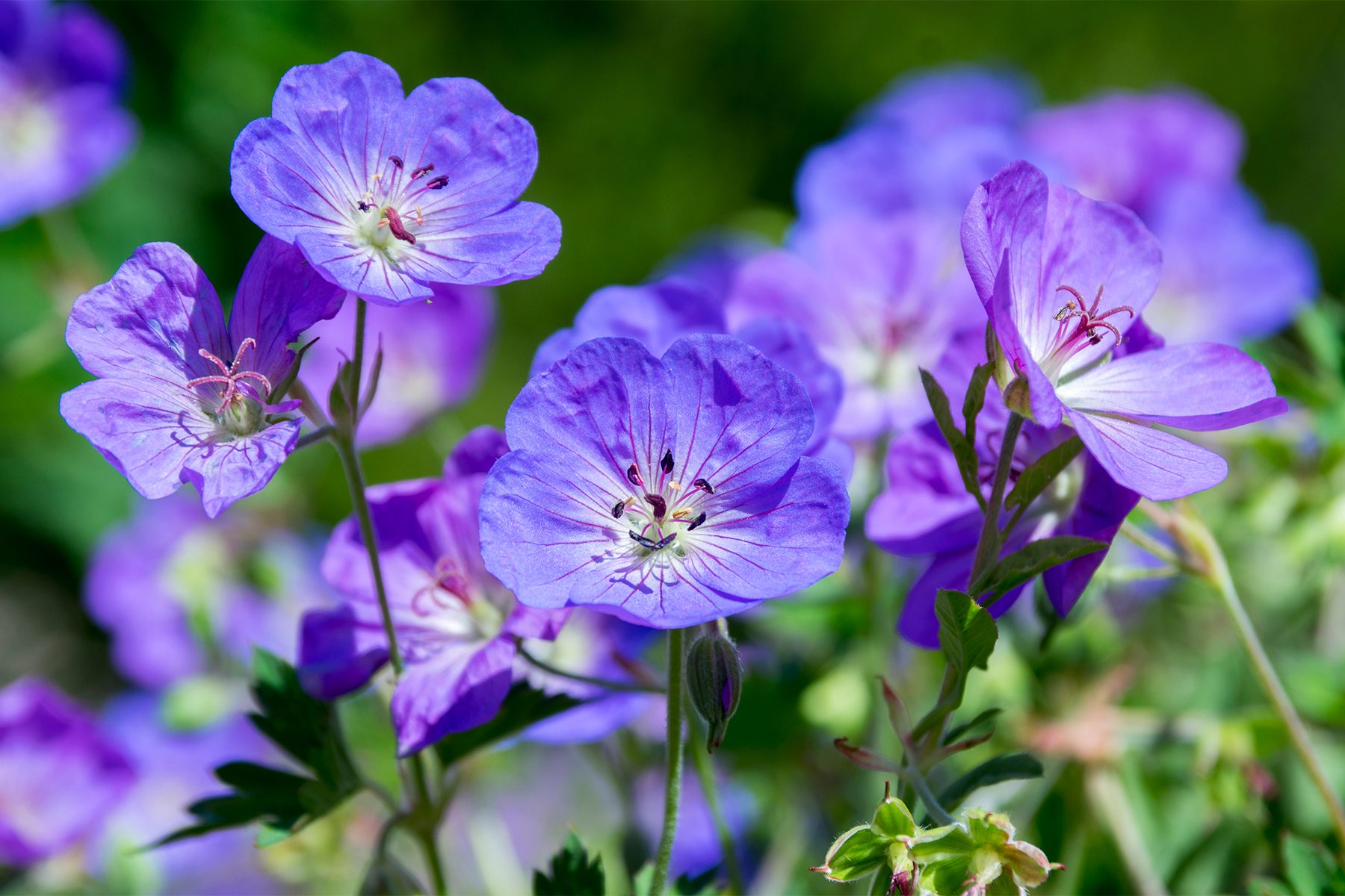 Cranesbills Gettyimages 1208659234