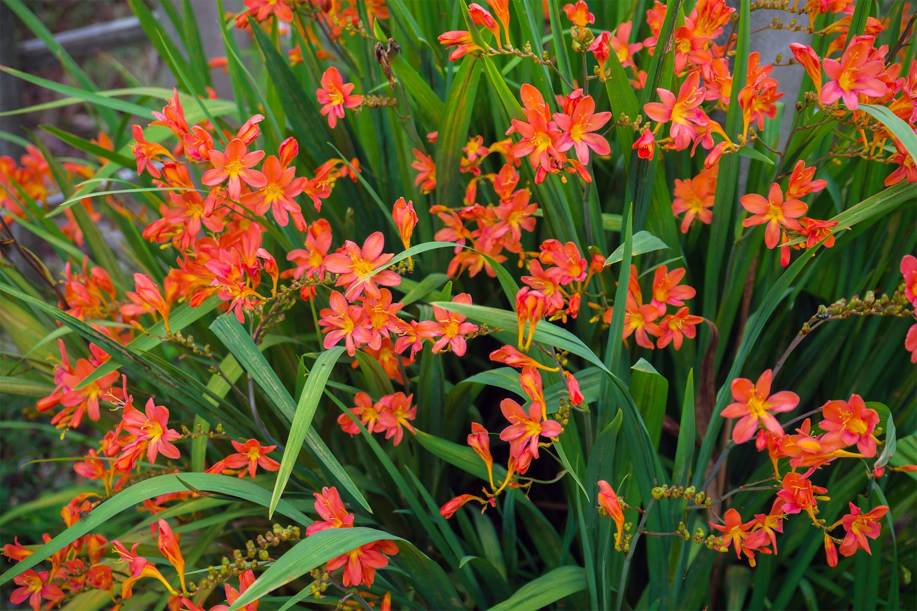 Crocosmia Gettyimages 1186911876