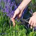 How and When to Prune Lavender