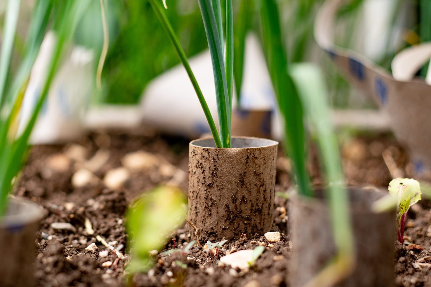 Toilet Paper Roll Cartons Used To Protect Onion Seedlings From Mole Cricket