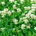 How to Get Rid of Clover in Lawn