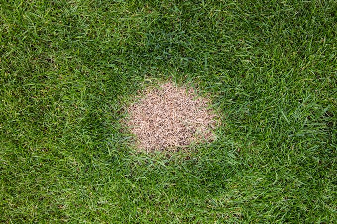 How to Plant Grass to Fix a Bare Spot