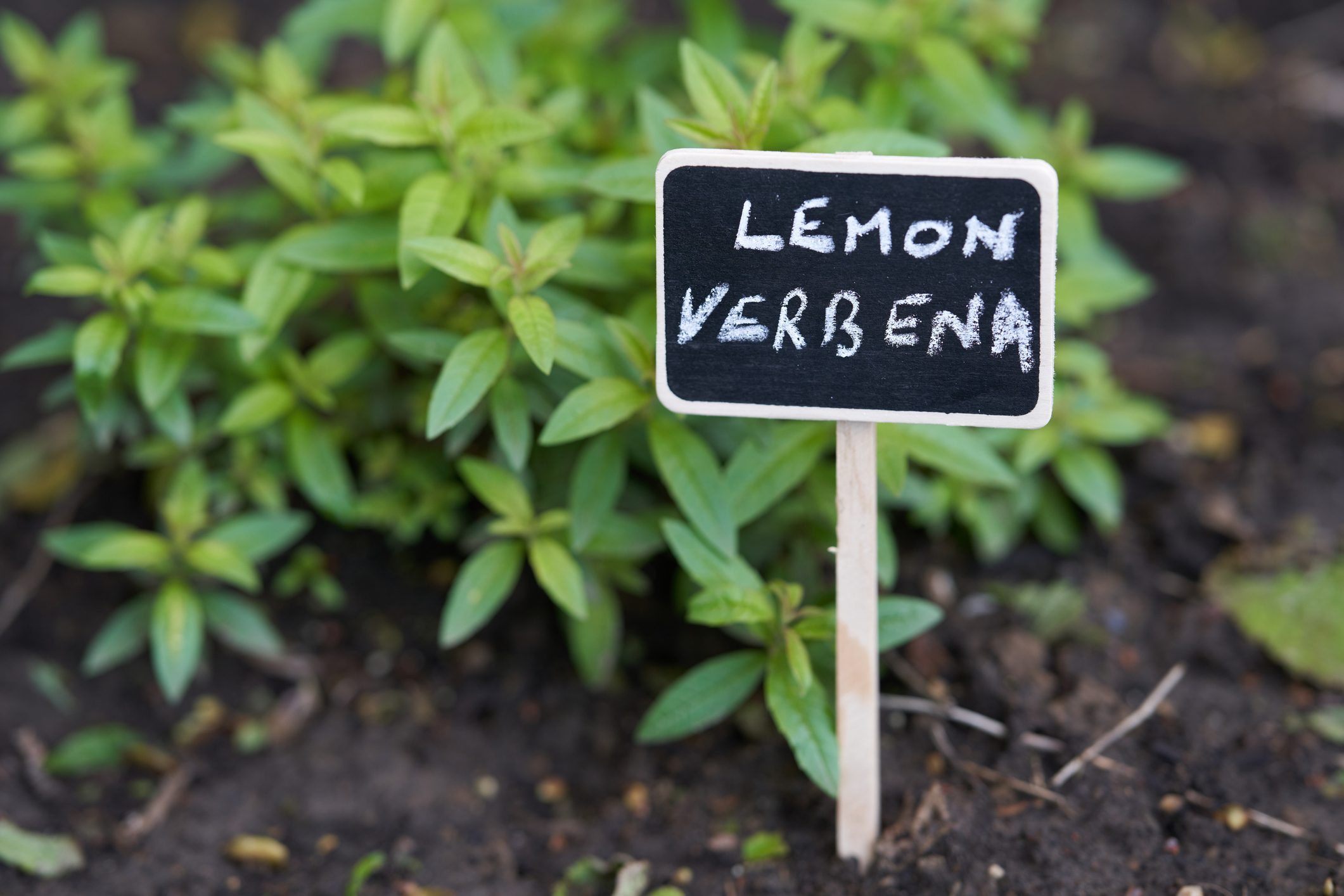 Lemon verbena