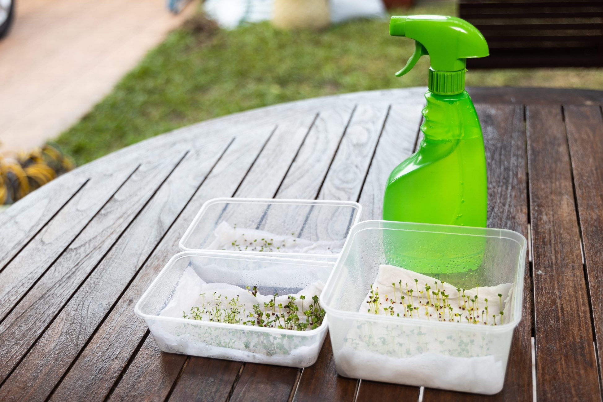 Seeds placed in container with water soaked kitchen towel to germinate.