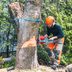 How Much Does Tree Removal Cost?