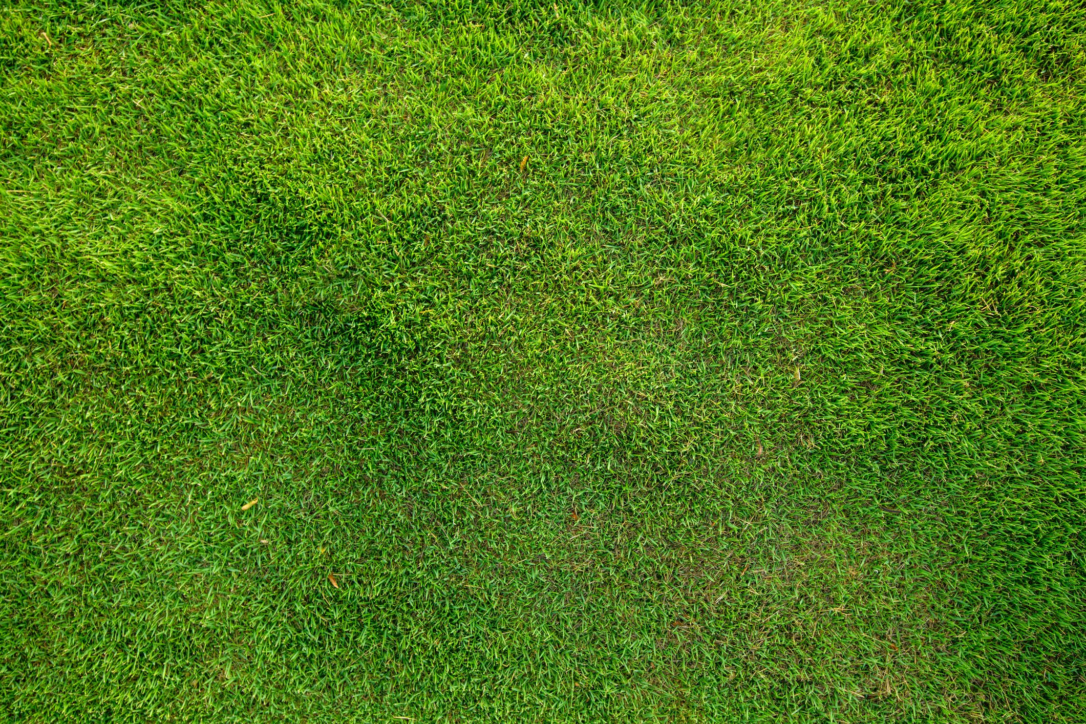 Green Grass Background