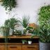 7 Indoor Garden Ideas To Elevate Your Home