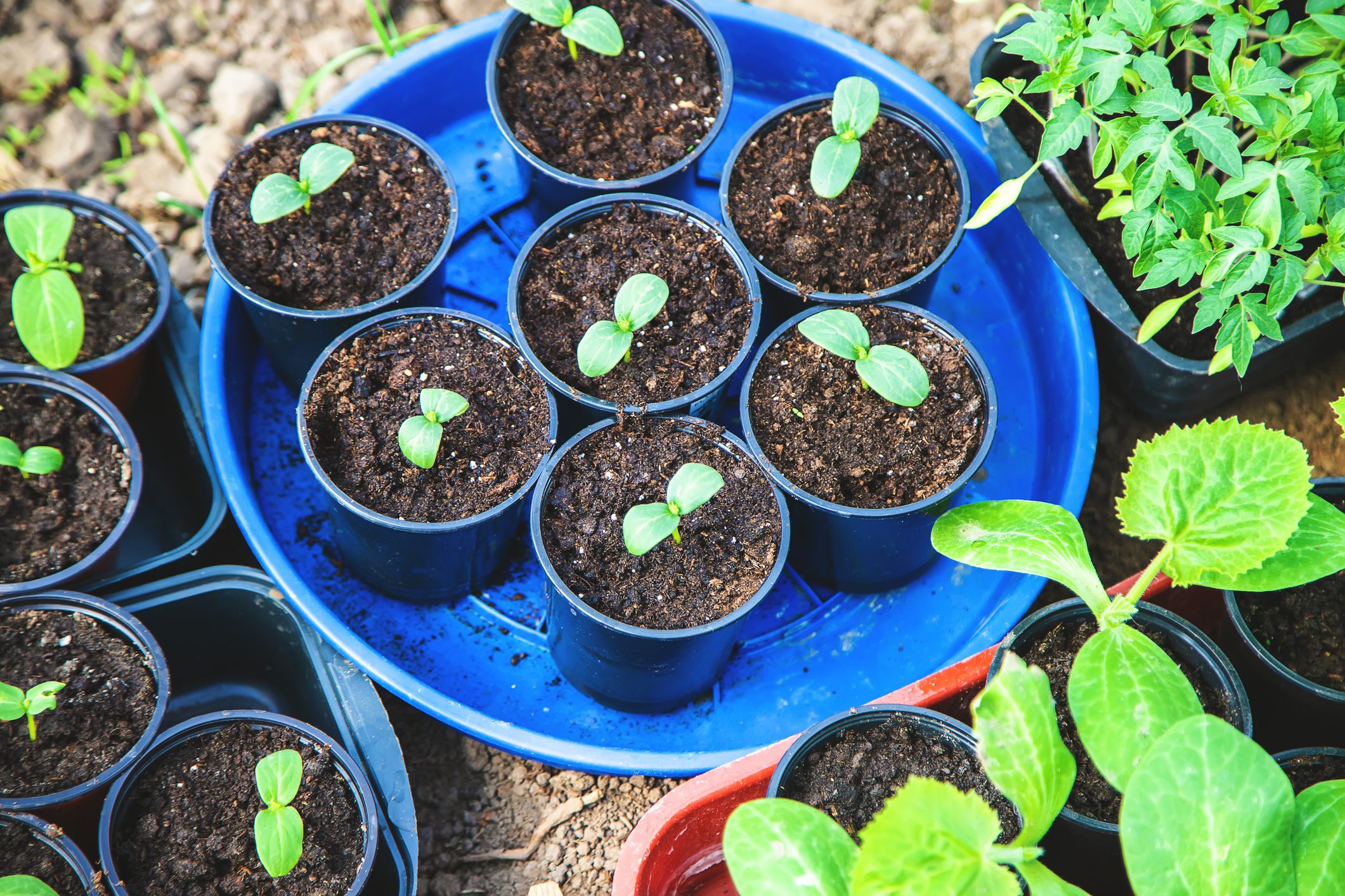 Seedlings for planting garden plants in the spring Selective focus