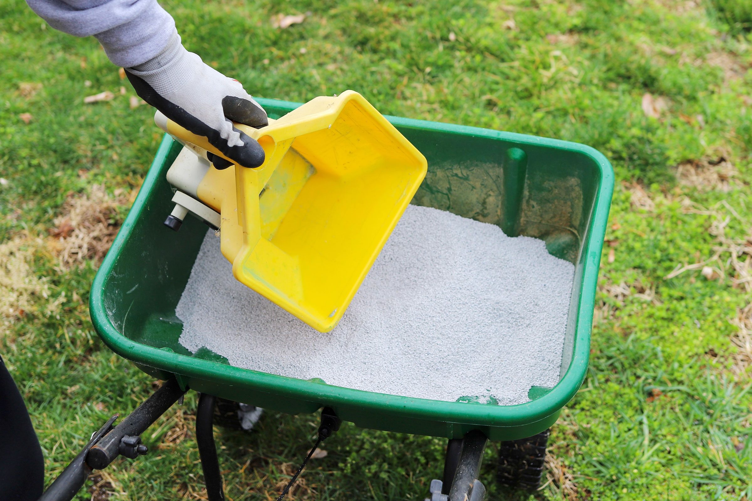 scooping Fertilizer For Grass