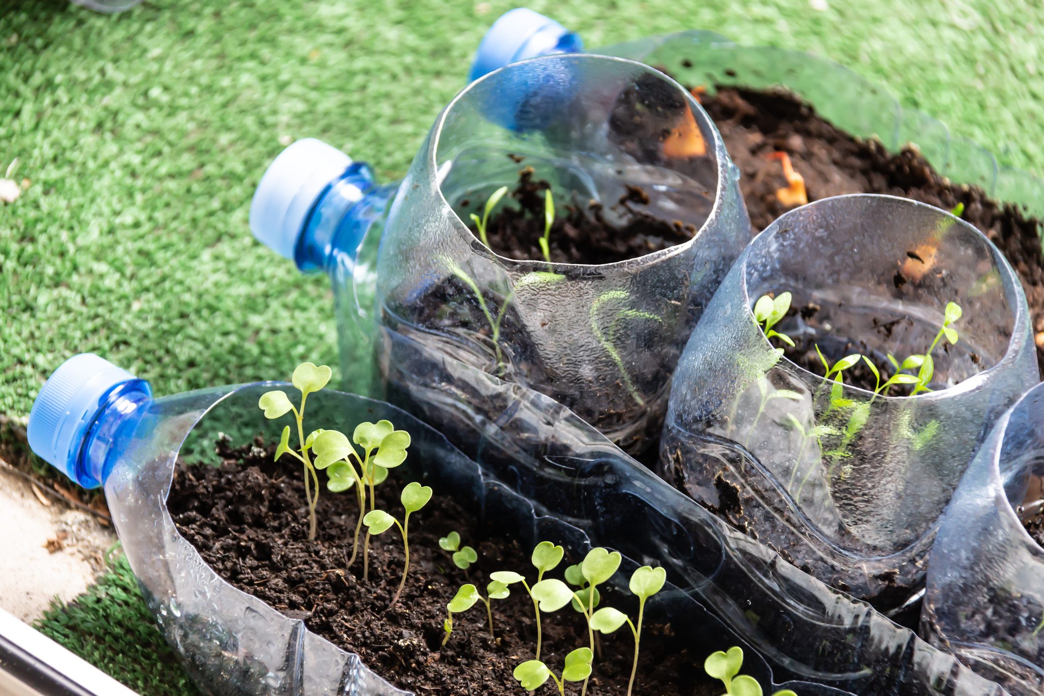 Seedlings in plastic bottles. Balcony gardening concept.