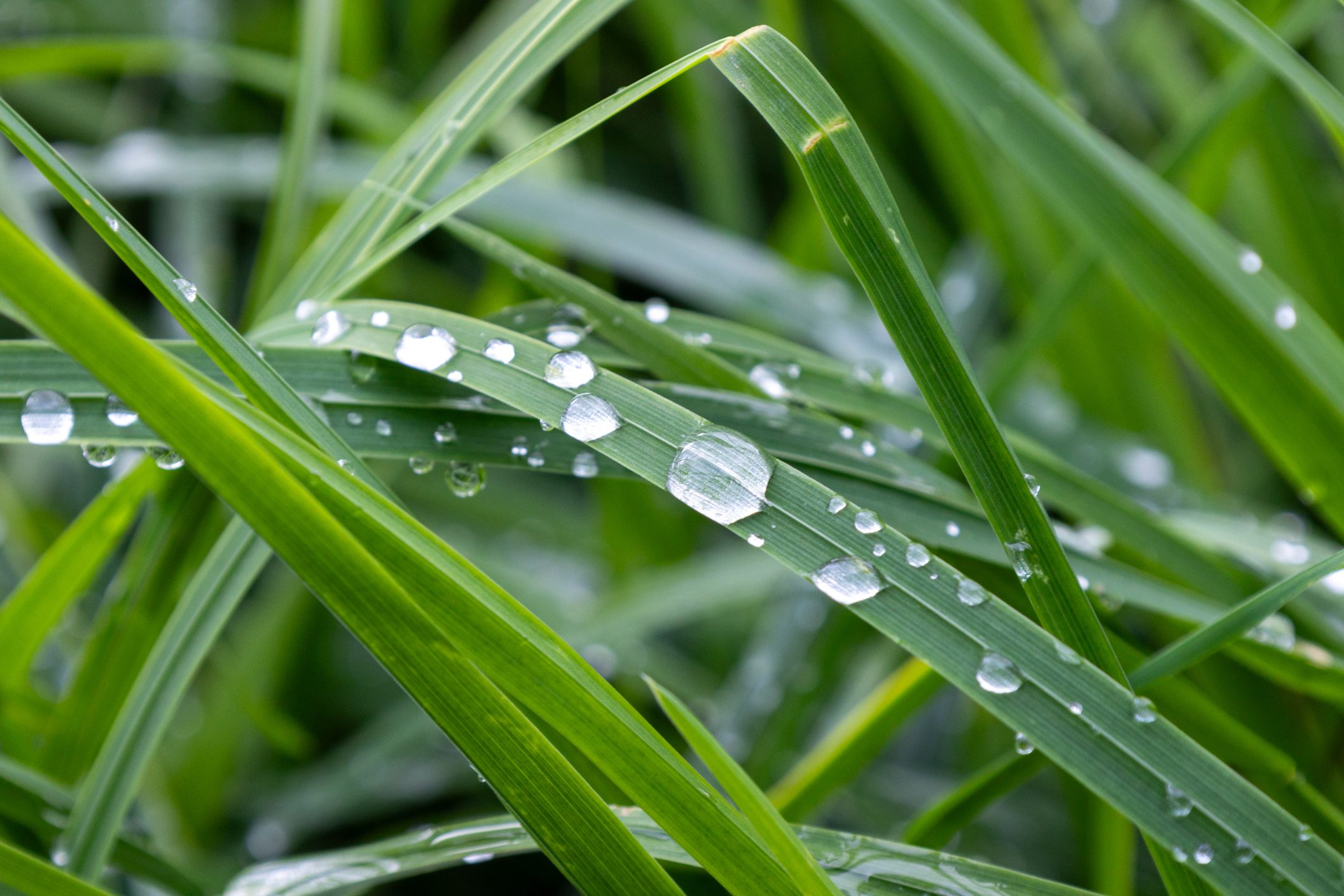 Big beautiful drops of transparent rainwater on a green leaf macro. Morning red dew drops glow in the sun. Beautiful leaf texture in nature. Nature background