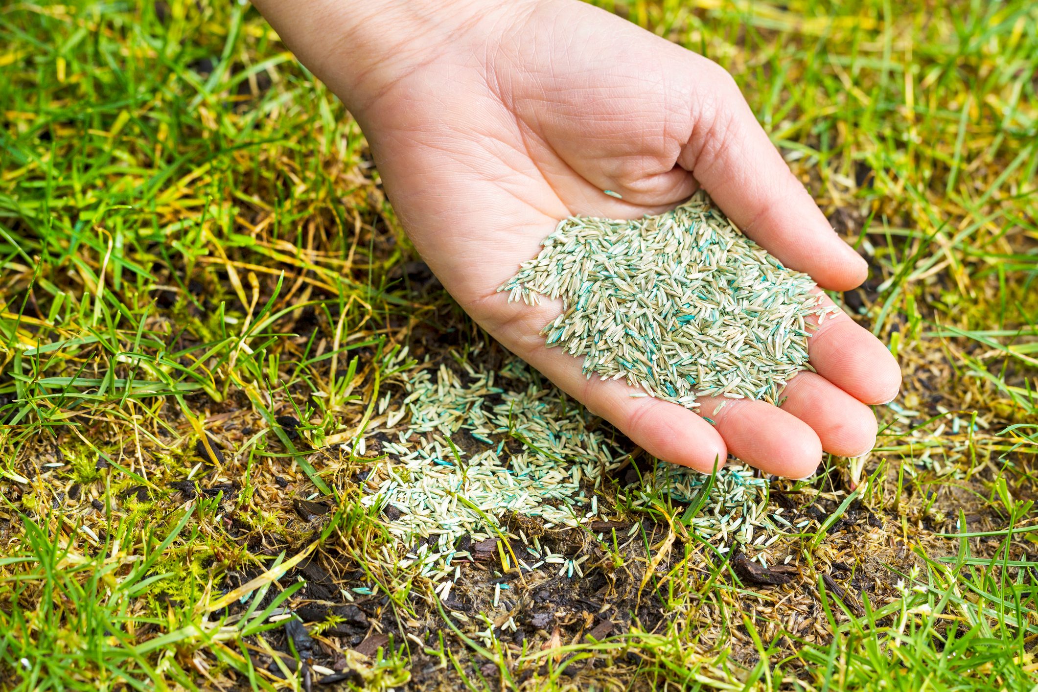 Planting new grass seed to bare spot on yard