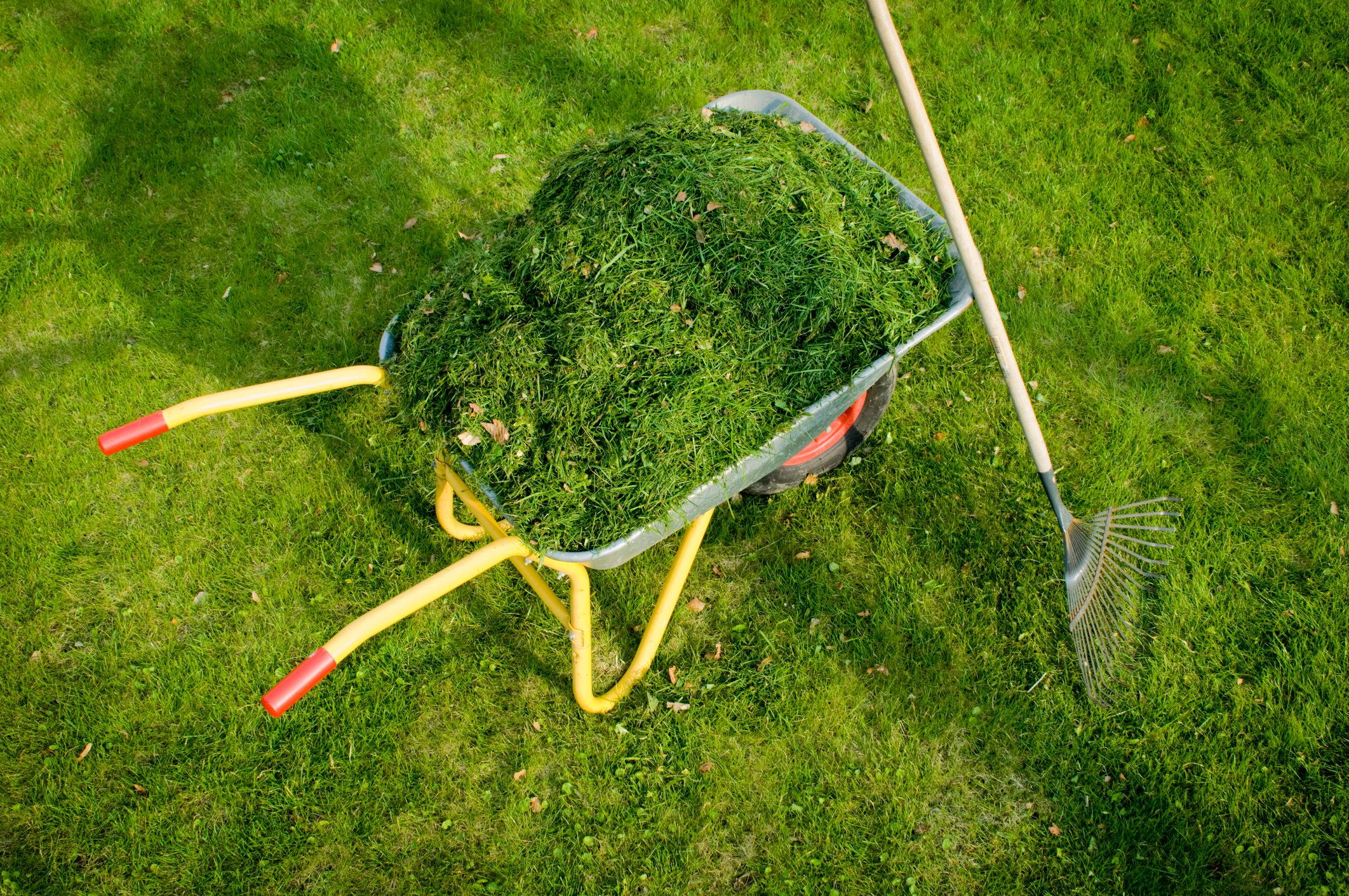 Collecting The Lawn Clippings After Cutting The Grass