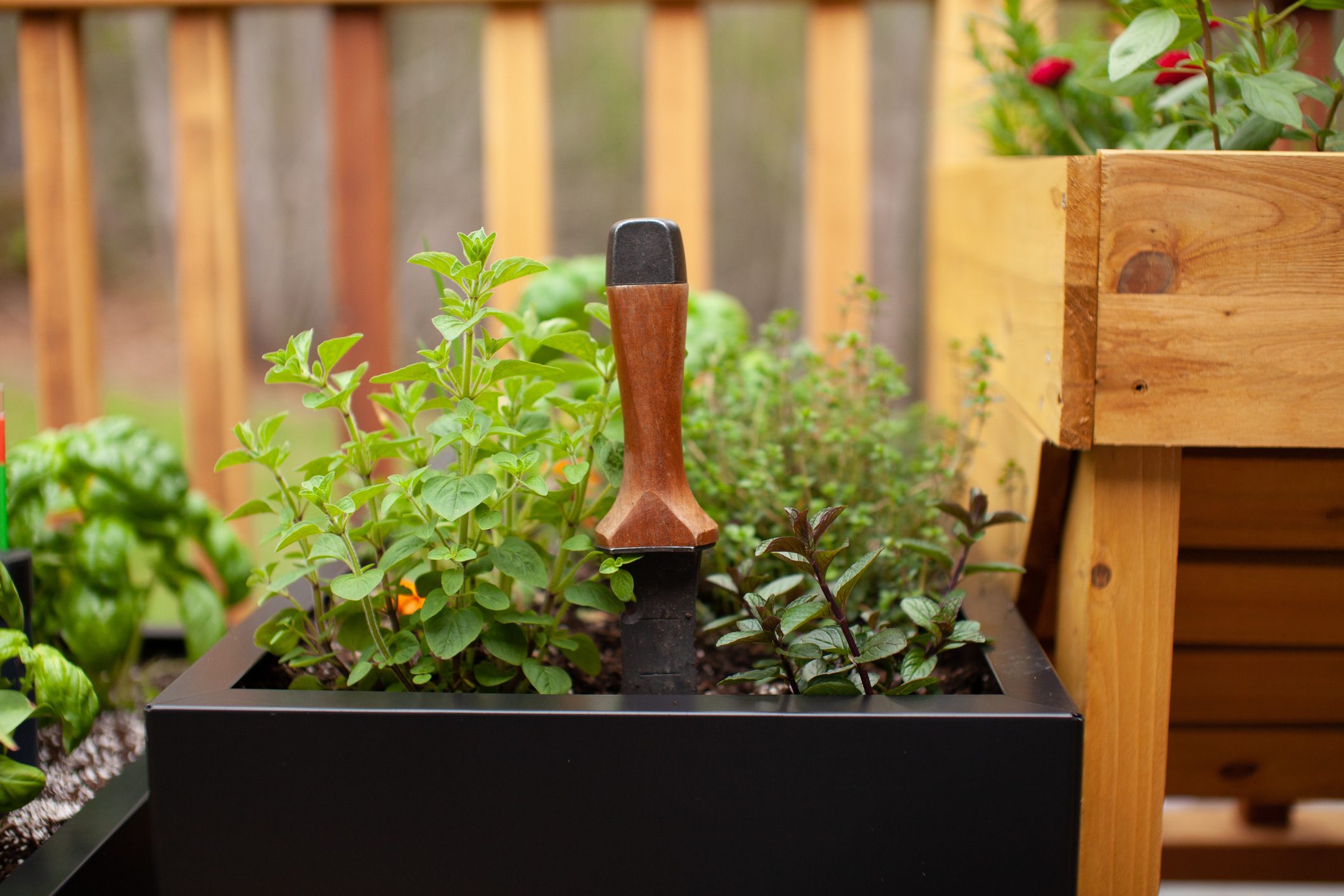 A hori-hori gardening tool