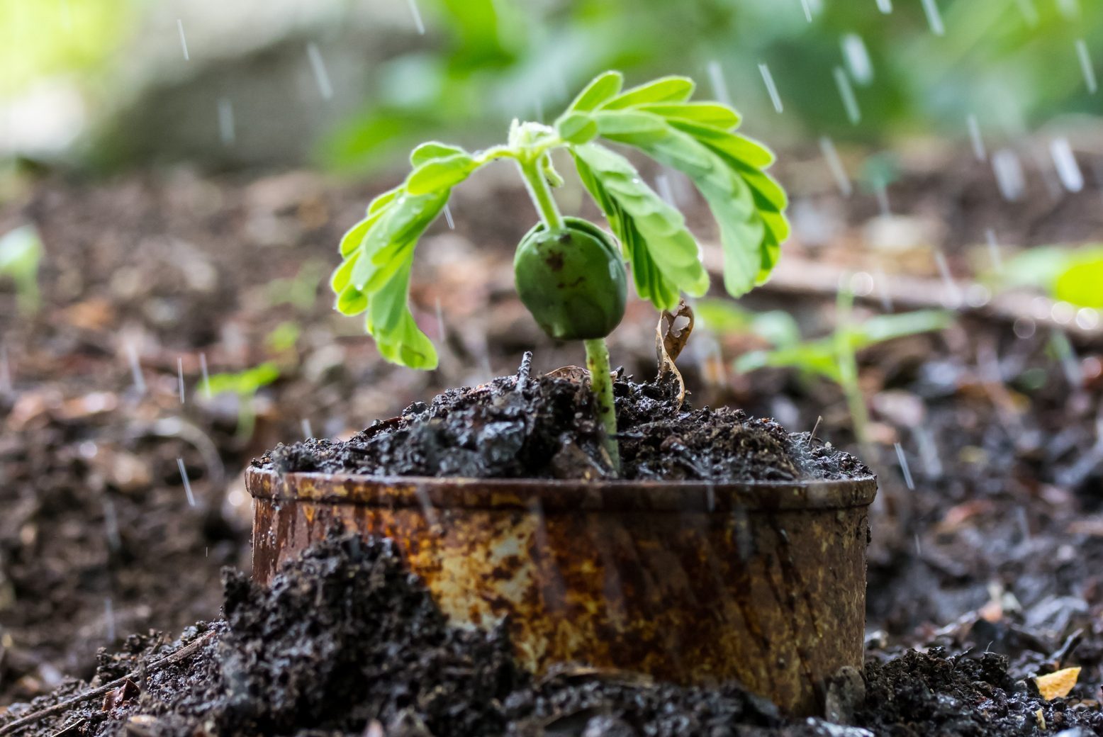 Green plant in rusty cans on ground and rain