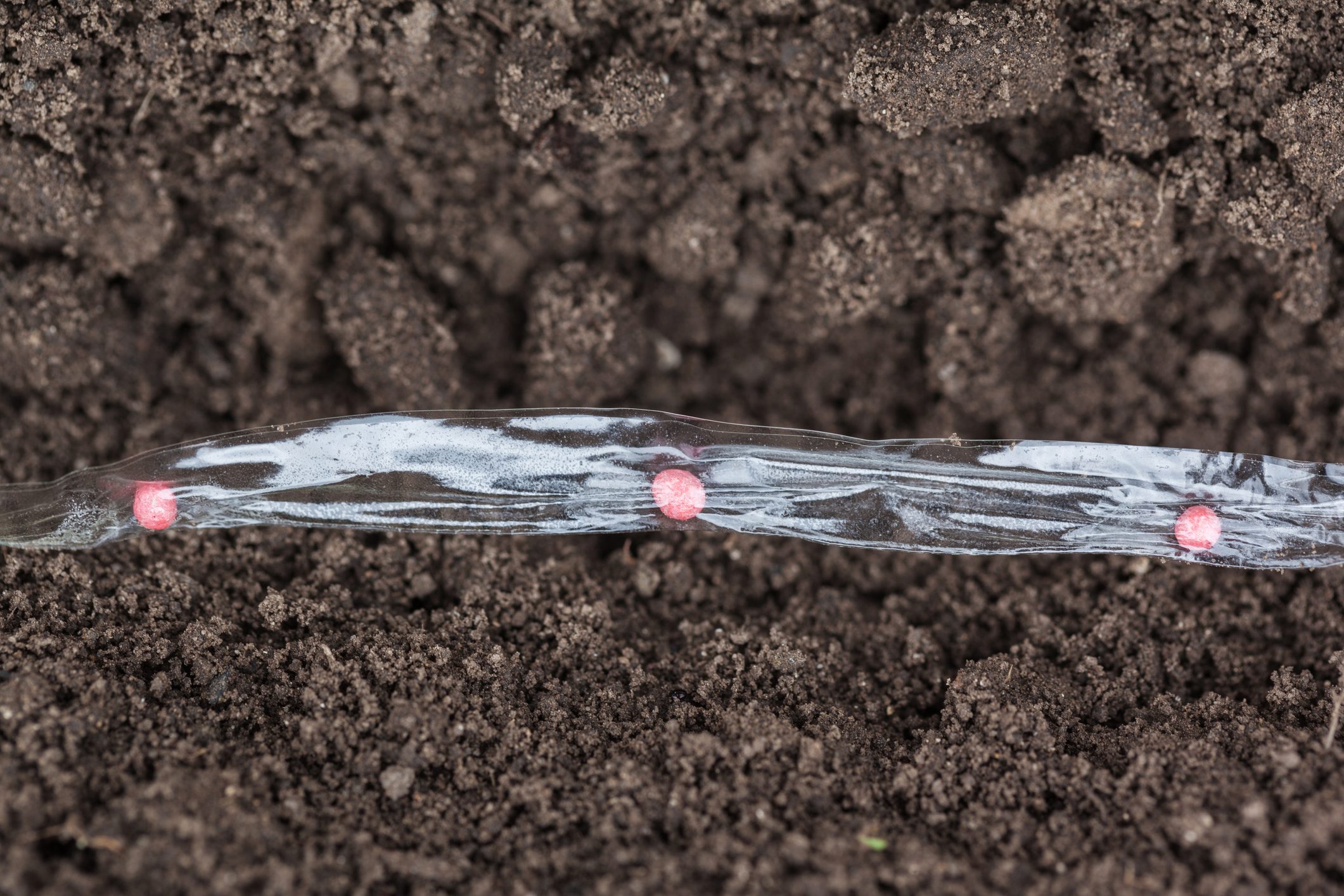 Sowing carrot seed on the tape