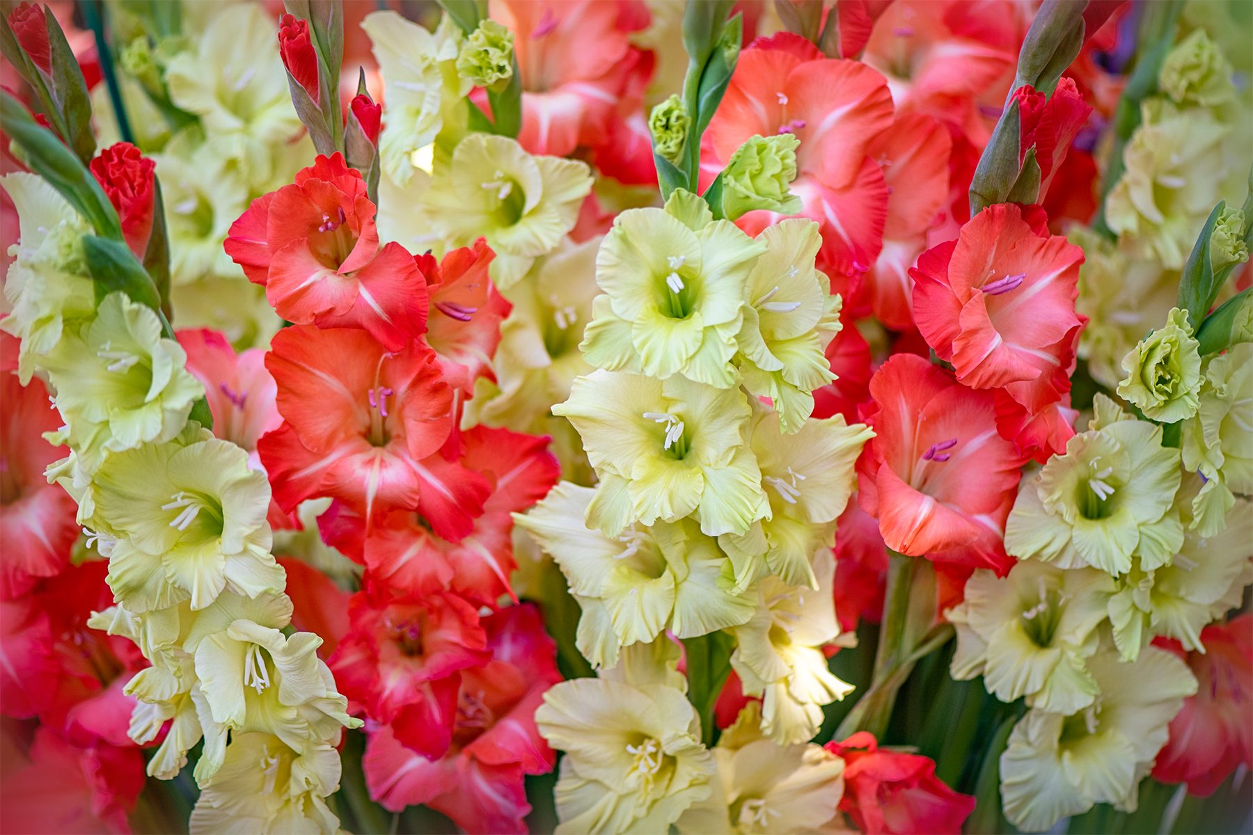 Gladiolus Gettyimages 1339026691