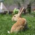 Keep Rabbits Away From Your Lawn with These Nifty Tricks