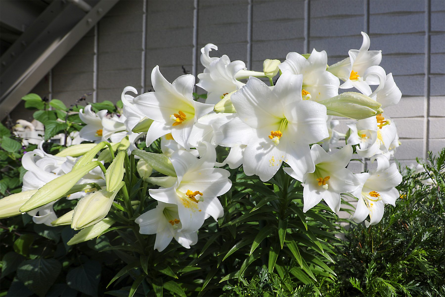 Lilies Gettyimages 1401544904