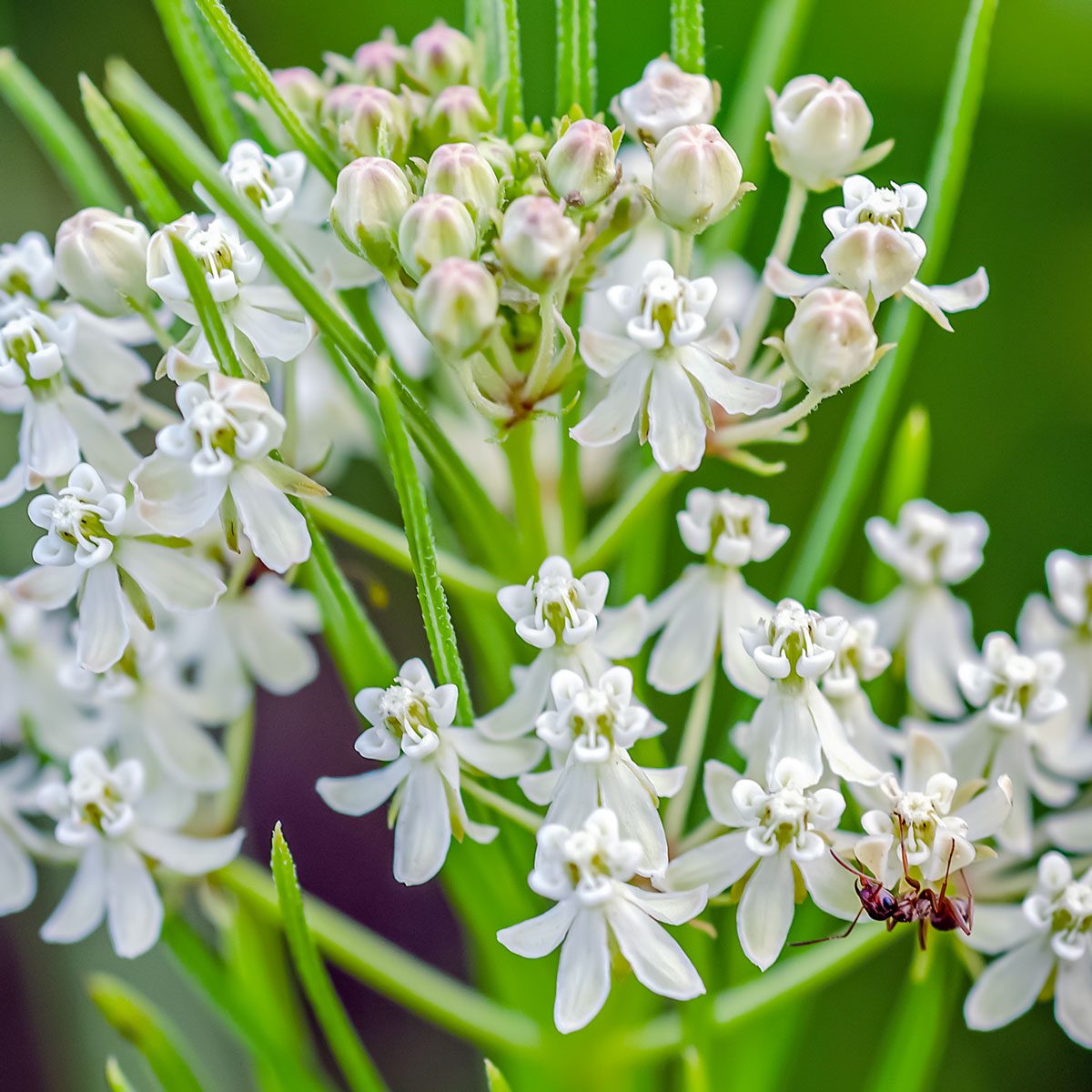 11 Plant Combination Ideas For Container Gardens