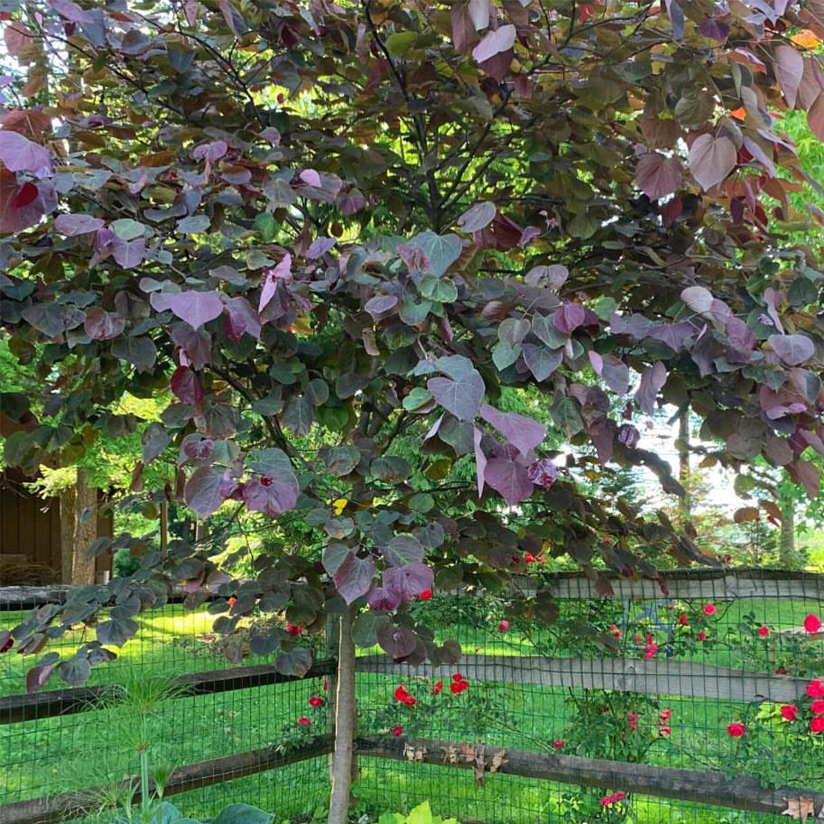 6 Ways To Create A Cooling Patio In 2024 Choose The Right Trees To Shade The Sun Courtesy @bowerandbranch Instagram