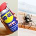 Can WD-40 Keep Spiders and Ants Away? An Expert Weighs In