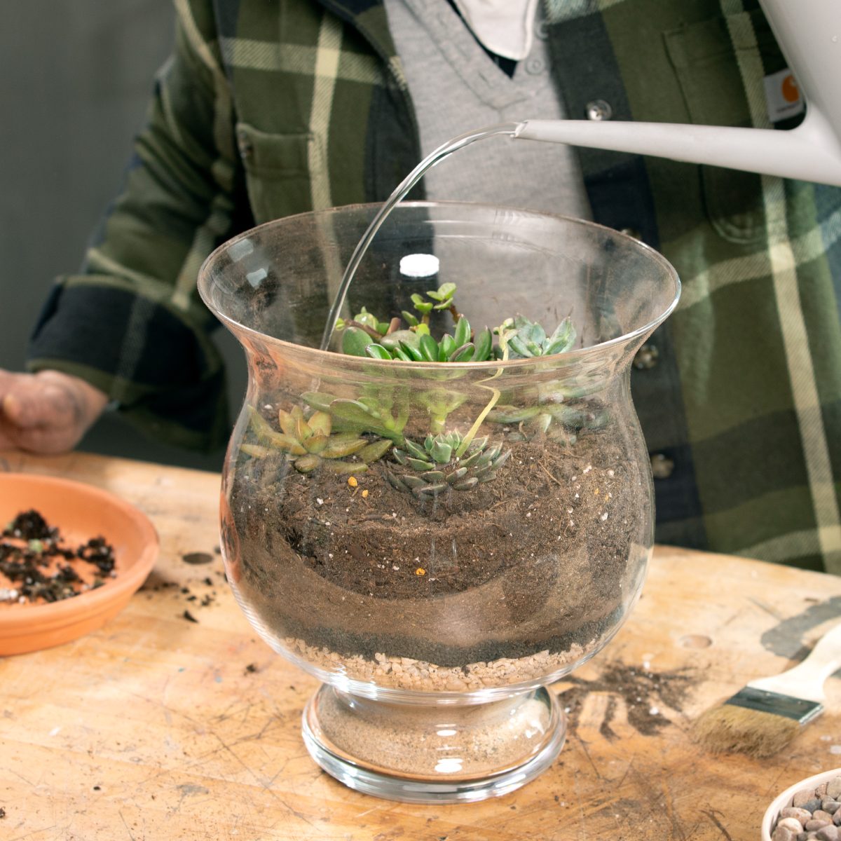 Maintaining A Terrarium